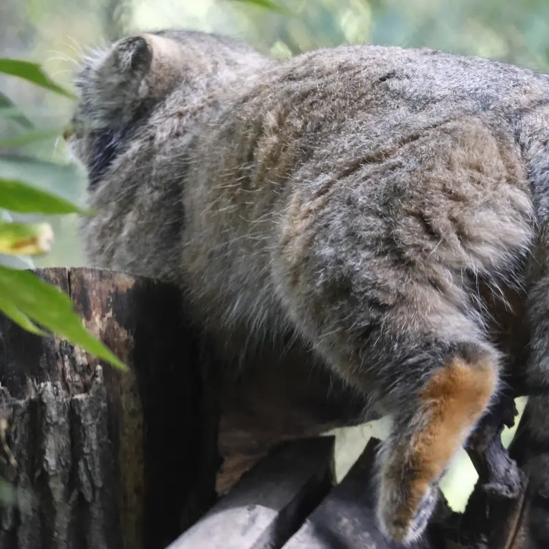 ノヴォシビルスク動物園のゾーシャの写真