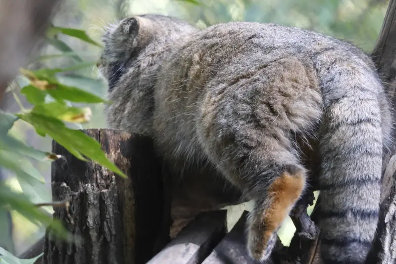 ノヴォシビルスク動物園のゾーシャの写真
