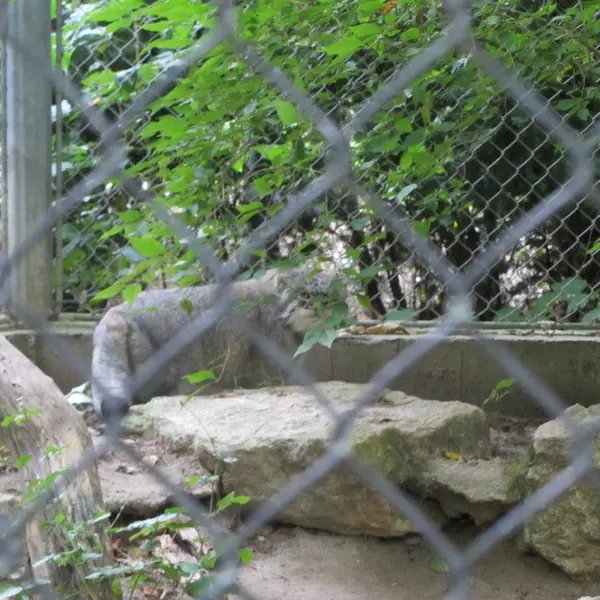 ミュルーズ動物学・植物公園のウラルの写真