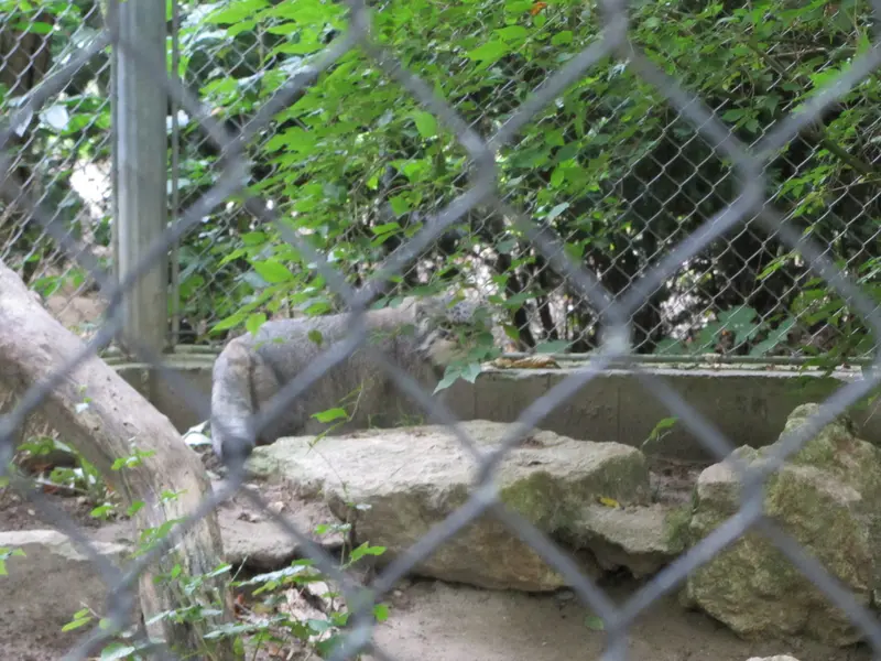 ミュルーズ動物学・植物公園のウラルの写真