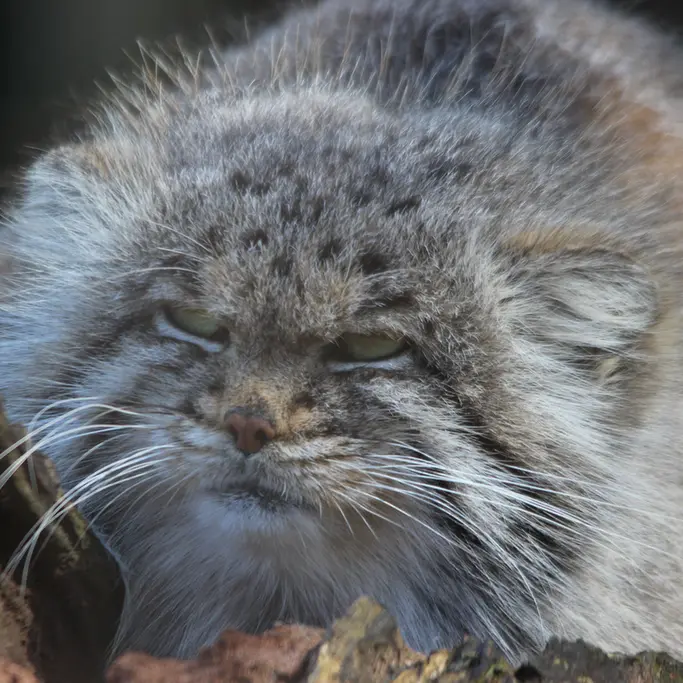 バナム動物園のバックの写真