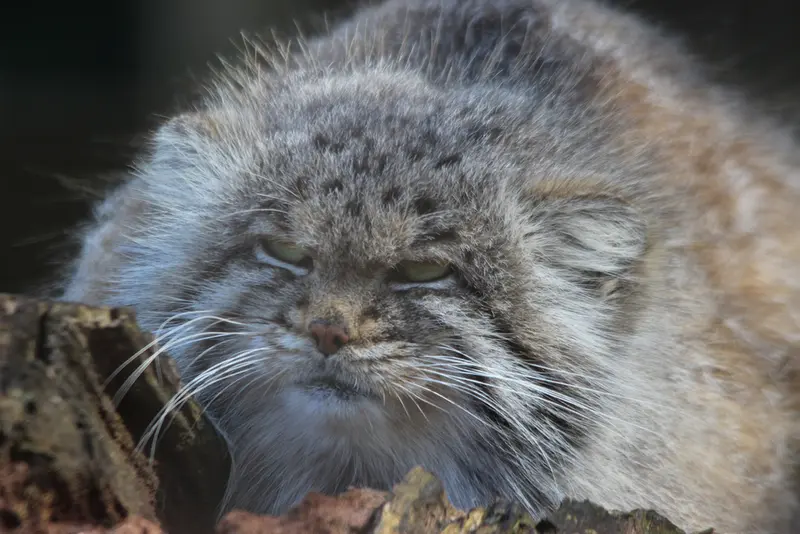 バナム動物園のバックの写真