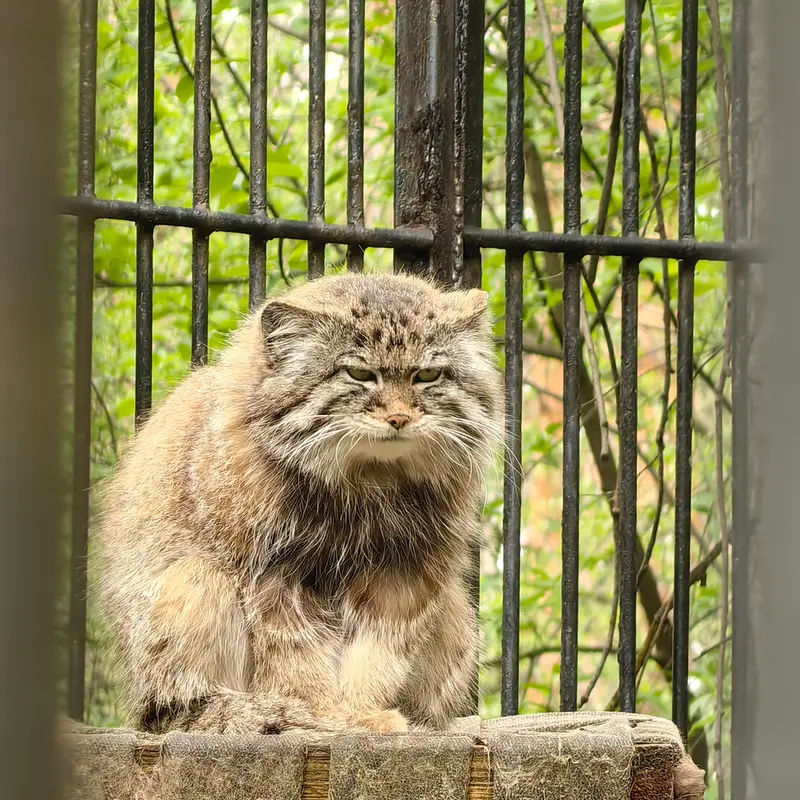 ノヴォシビルスク動物園のシルヴェスターの写真
