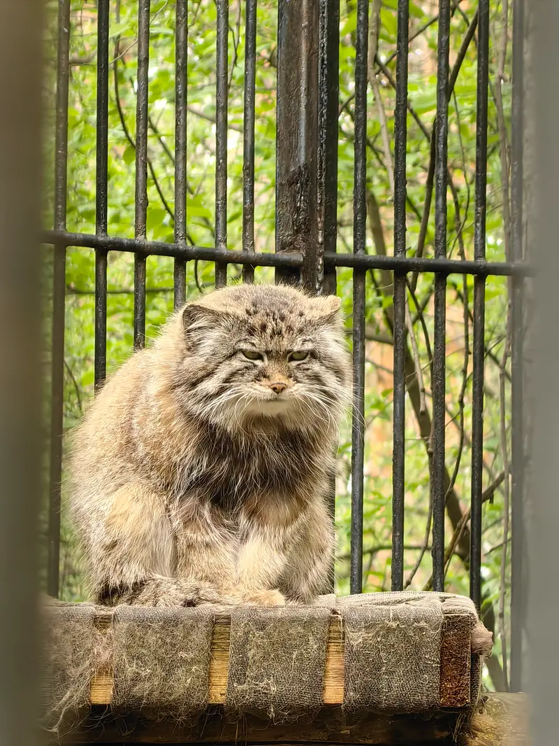ノヴォシビルスク動物園のシルヴェスターの写真