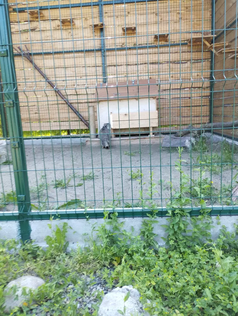 バルナウル動物園「レースナヤ・スカースカ」のチップの写真