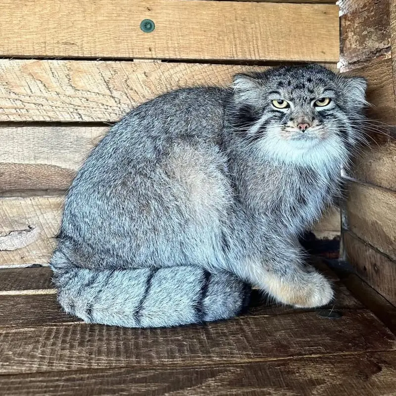 サファリ・ノース野生動物公園のマヌルネコの写真