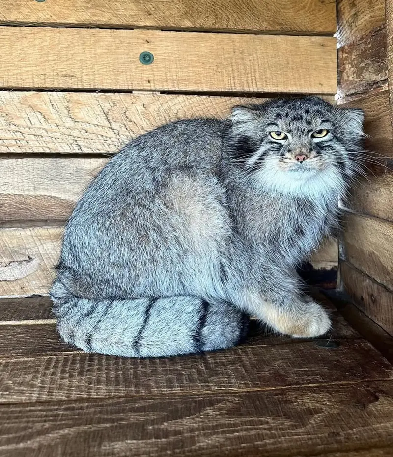 サファリ・ノース野生動物公園のマヌルネコの写真