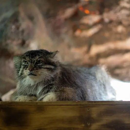 恩賜上野動物園のプリームラの写真