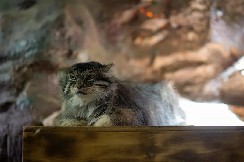 恩賜上野動物園のプリームラの写真