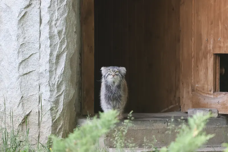 モスクワ動物園のティモフェイの写真