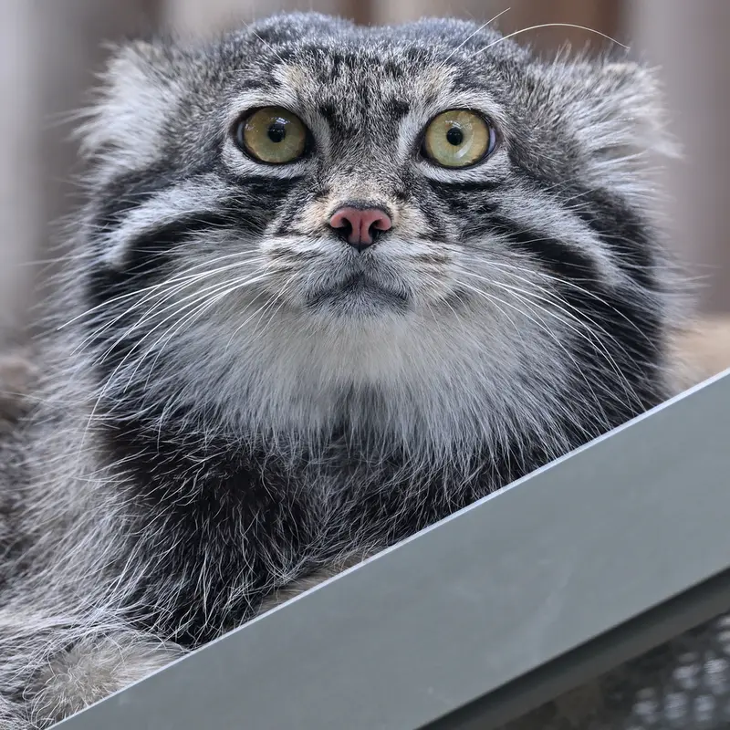 神戸どうぶつ王国のナルの写真