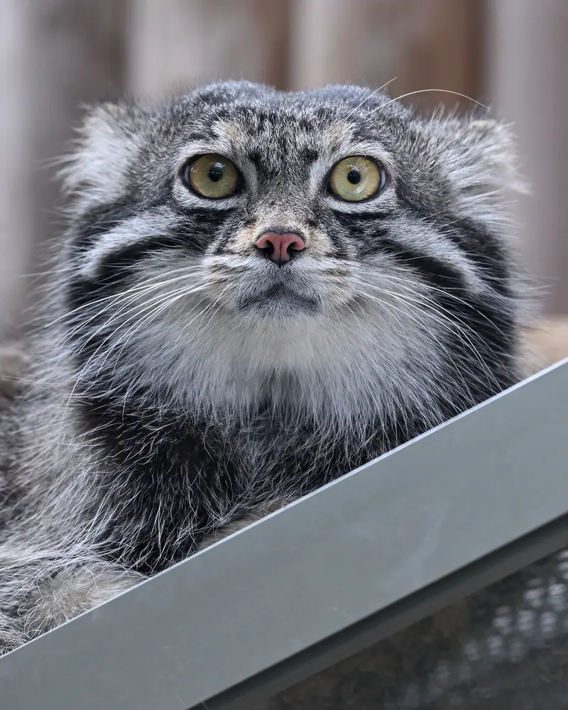 神戸どうぶつ王国のナルの写真