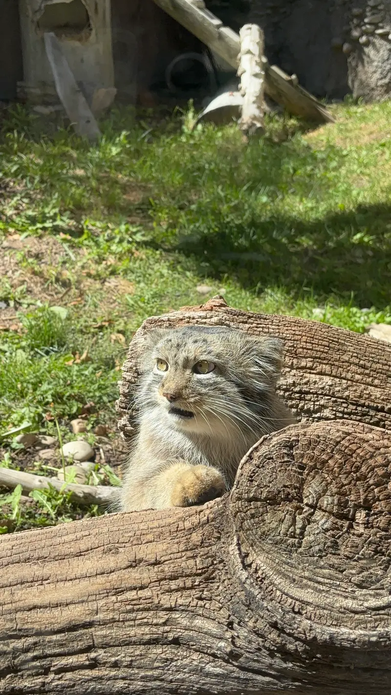 ユタ州ホグル動物園のフィラリスの写真