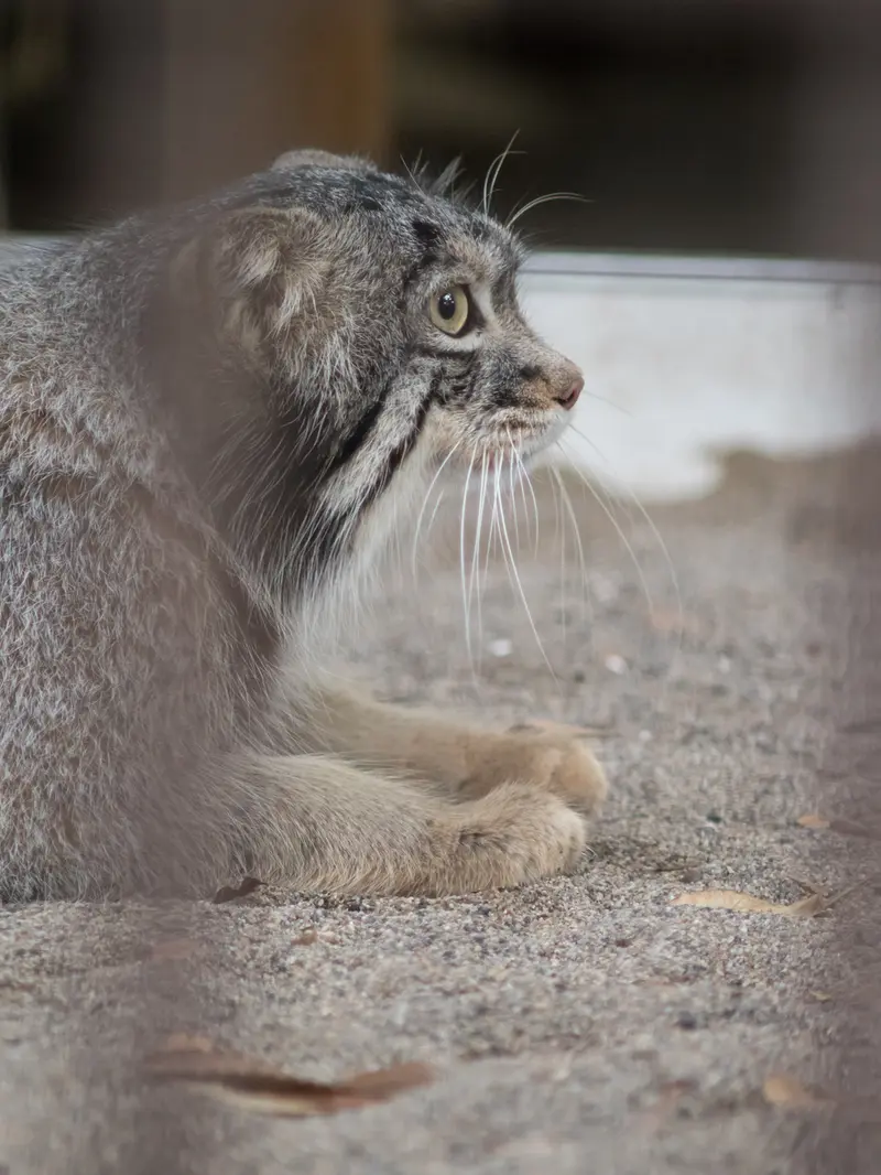 野毛山動物園のフィーガの写真