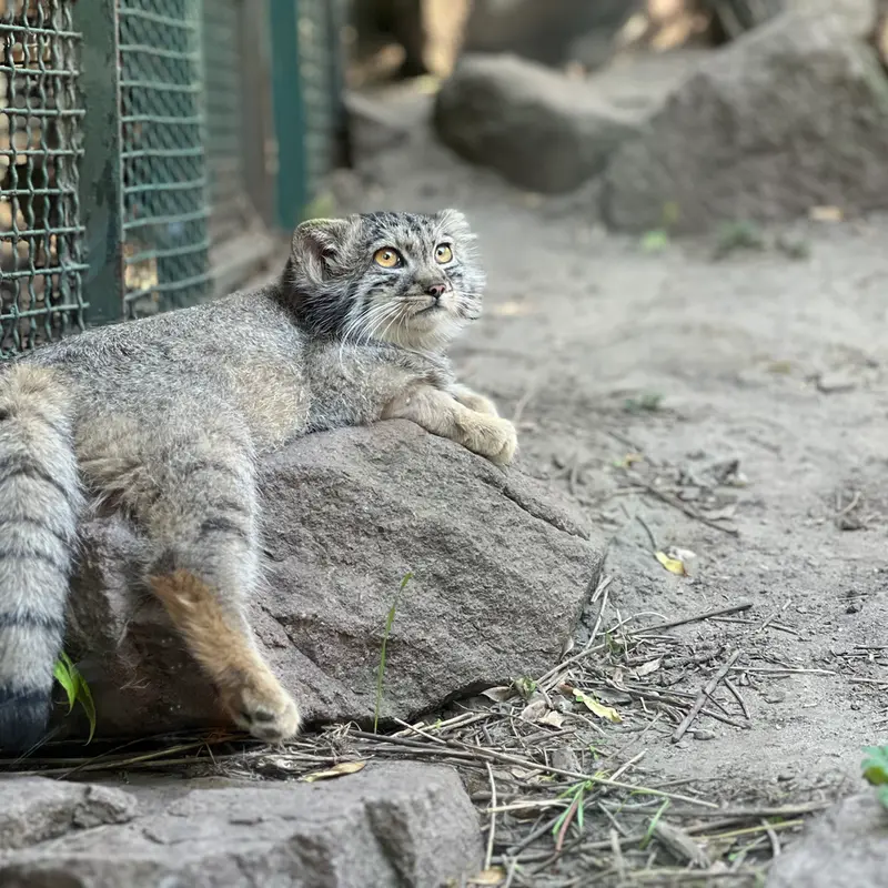ブダペスト動物園・植物園のボリス Ⅱの写真