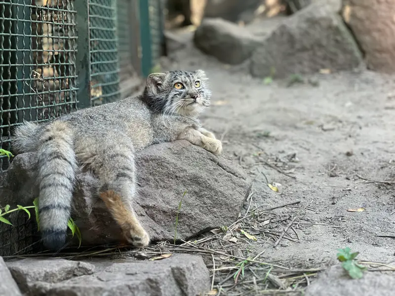 ブダペスト動物園・植物園のボリス Ⅱの写真