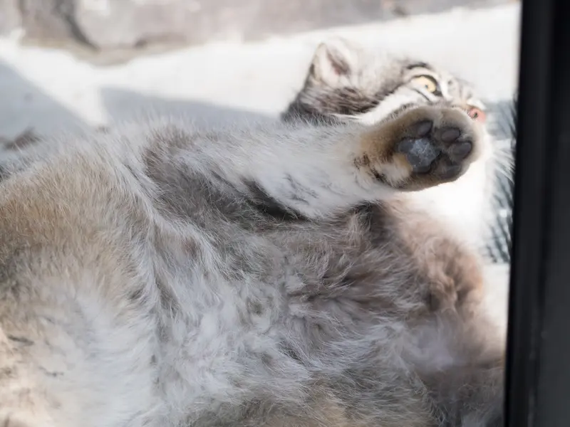 旭山動物園のグルーシャの写真