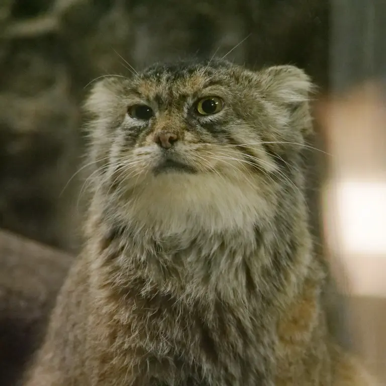 恩賜上野動物園のプリームラの写真