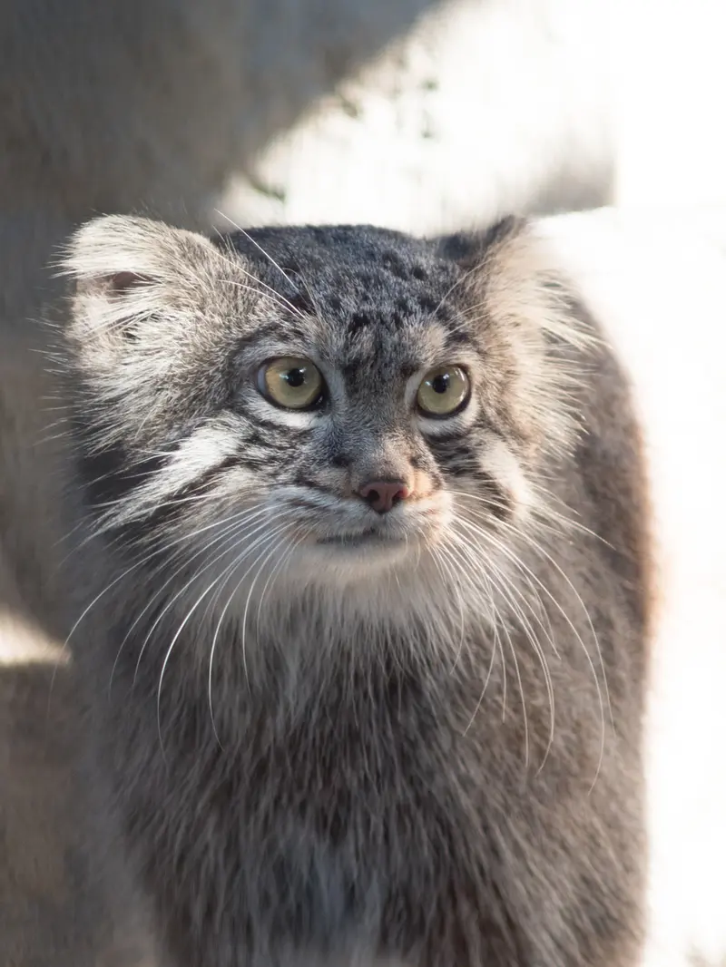野毛山動物園のフィーガの写真