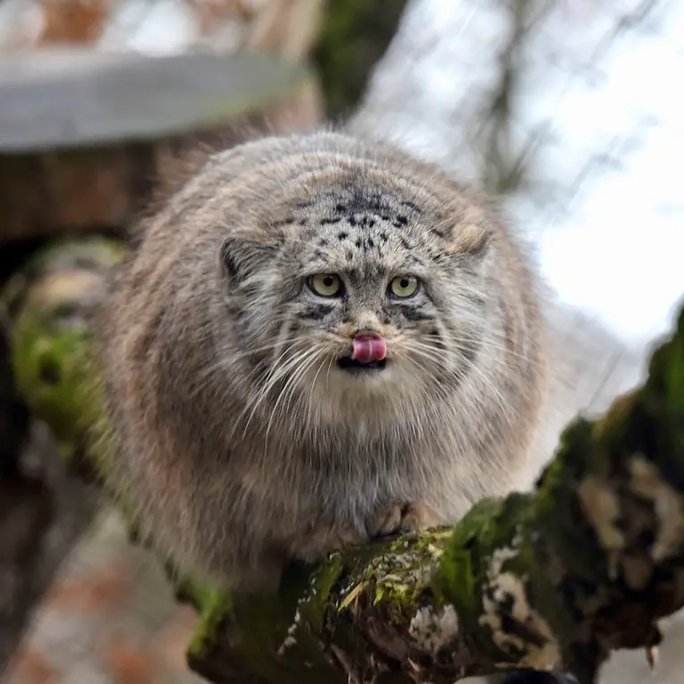 ブルノ動物園のローザの写真