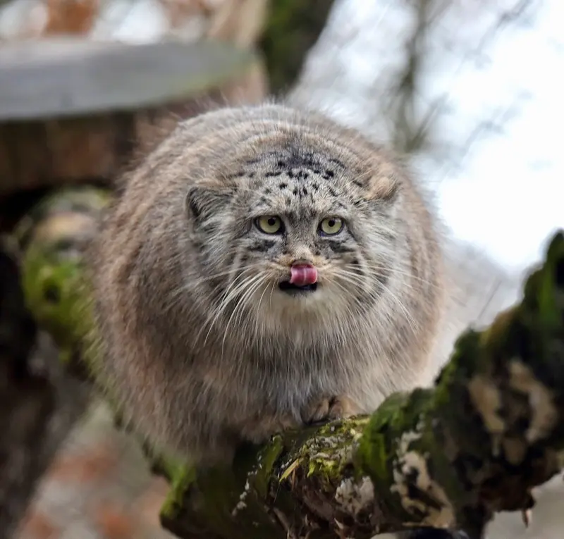 ブルノ動物園のローザの写真