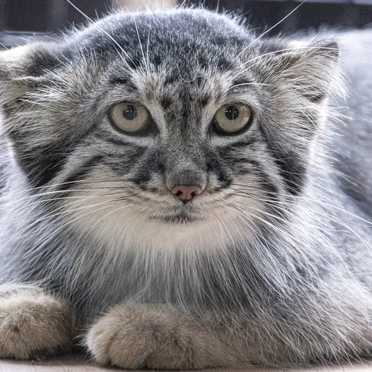 グレートプレーンズ動物園のサルヒの写真