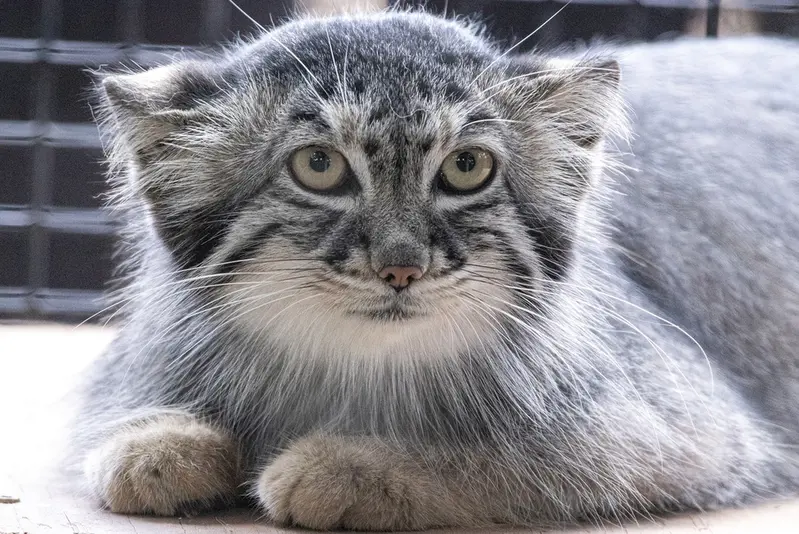 グレートプレーンズ動物園のサルヒの写真