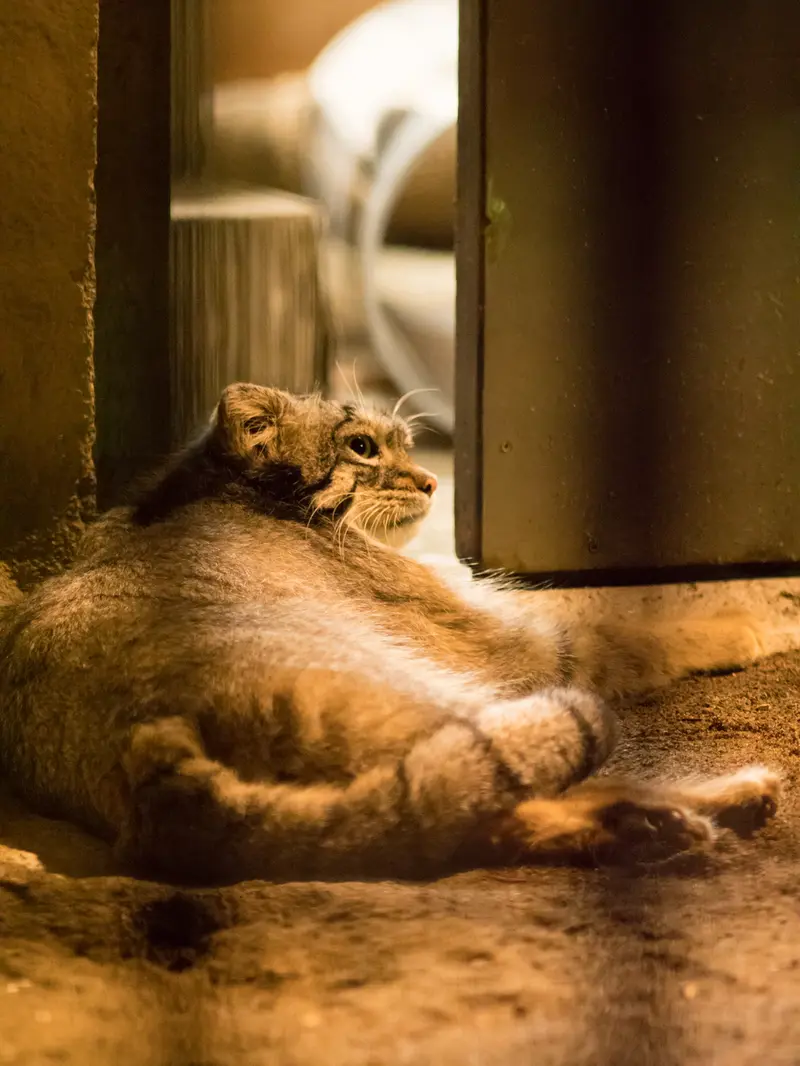 野毛山動物園のフィーガの写真