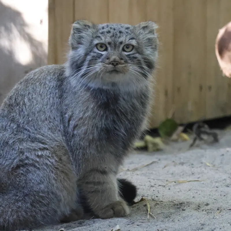 ノヴォシビルスク動物園のロロの娘 b.2026 Ⅰの写真