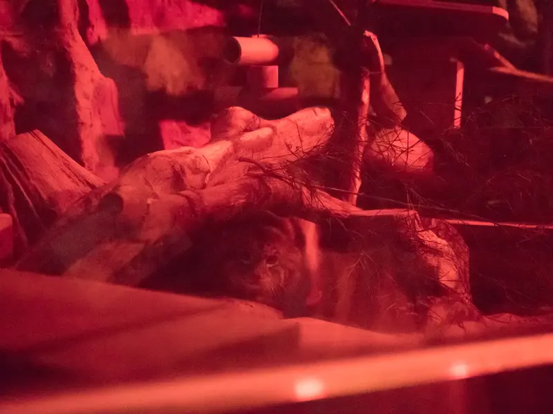恩賜上野動物園のナイマの写真