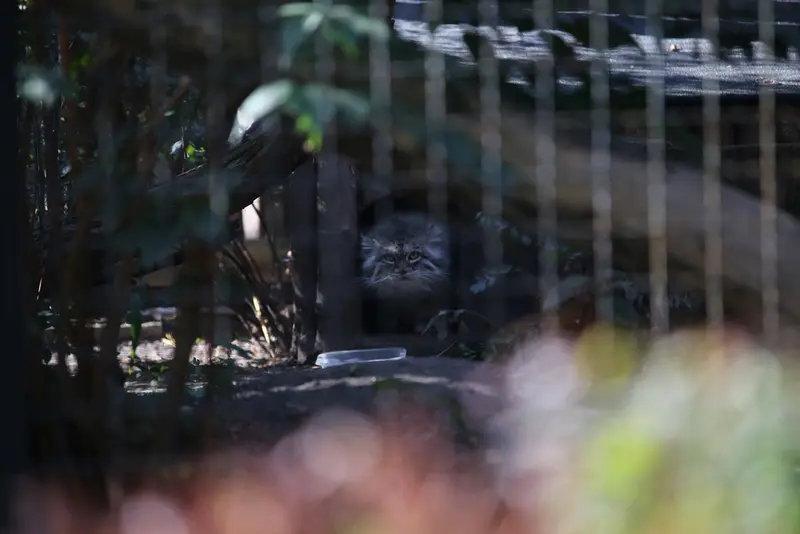ワルシャワ動物園のジェシーの写真