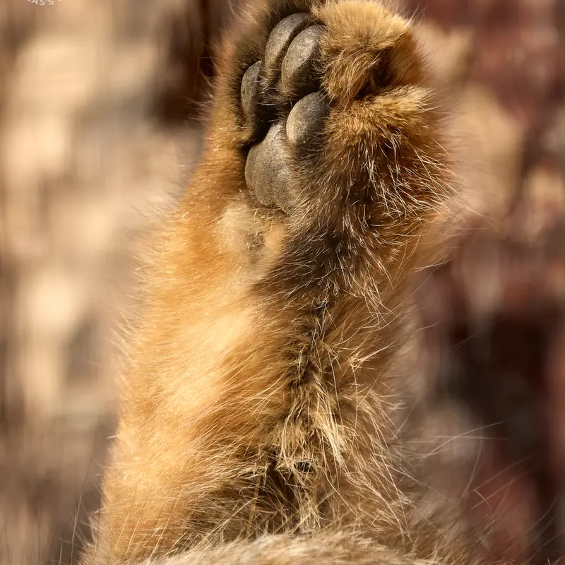 レニングラード動物園のシューの写真