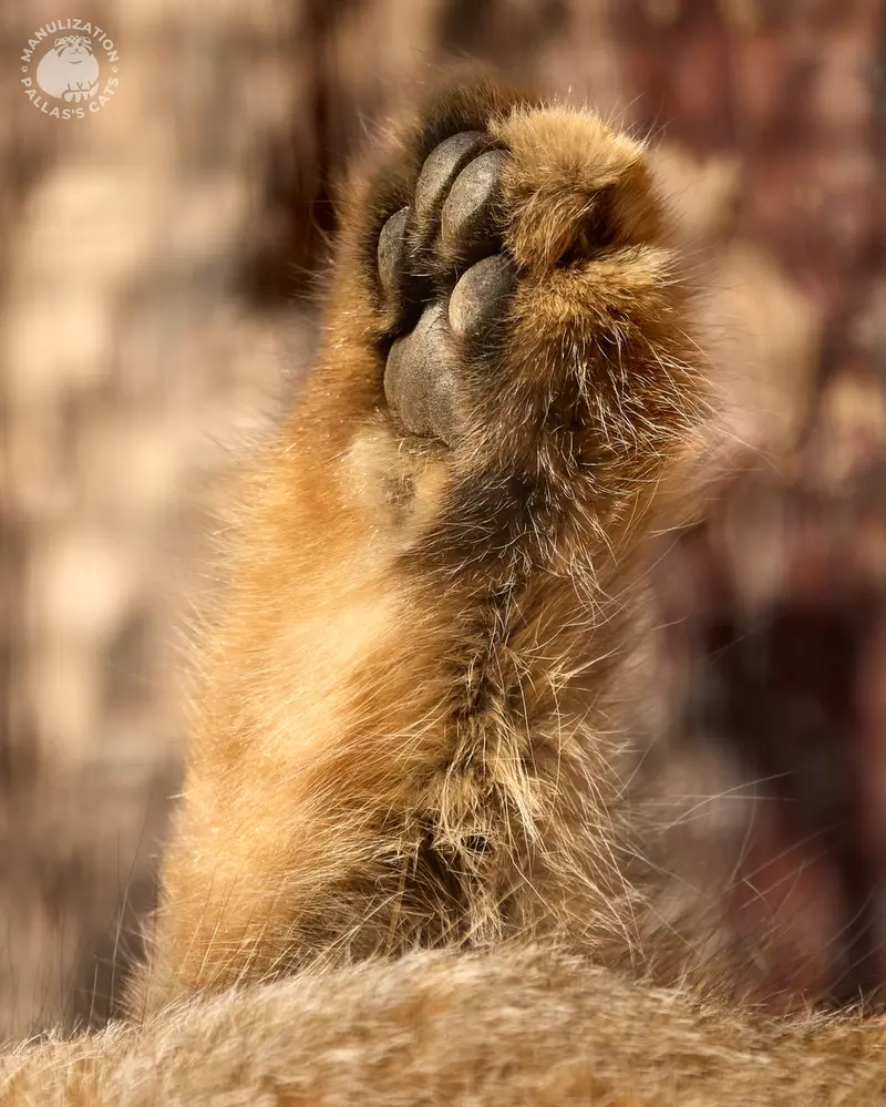 レニングラード動物園のシューの写真