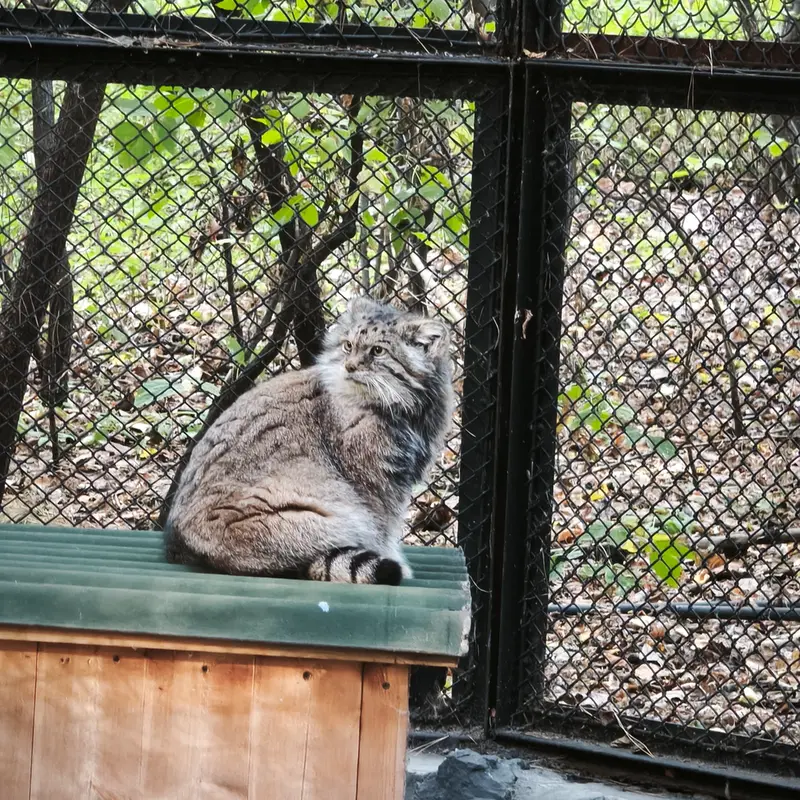 ノヴォシビルスク動物園のラストチカの写真