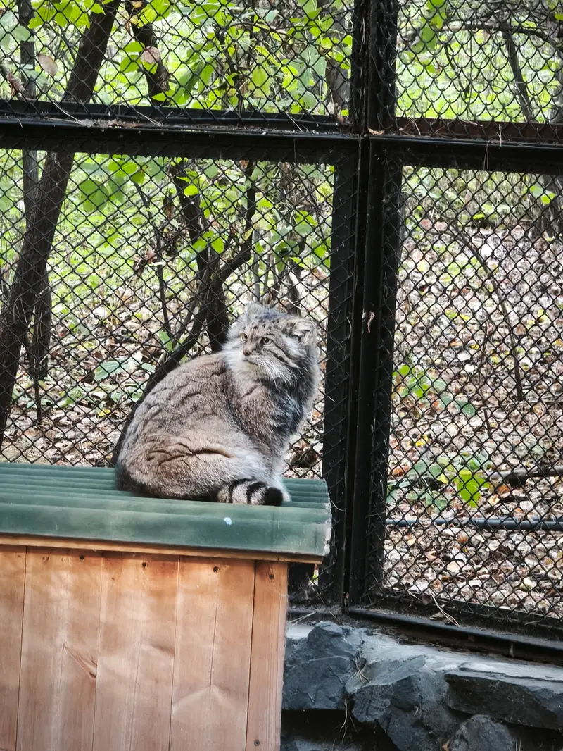 ノヴォシビルスク動物園のラストチカの写真