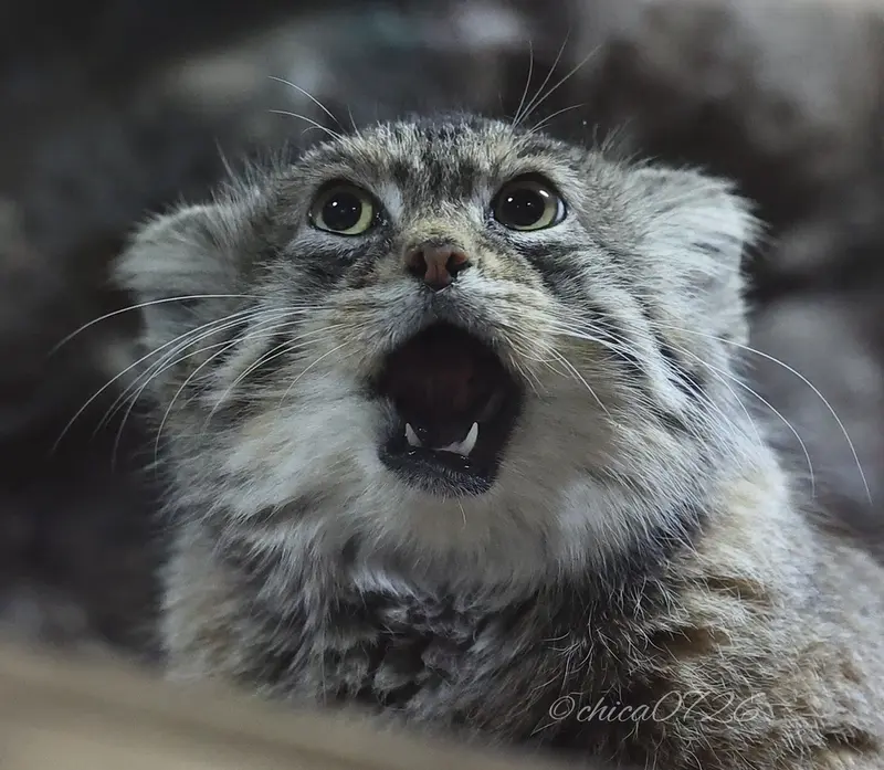 恩賜上野動物園のプリームラの写真