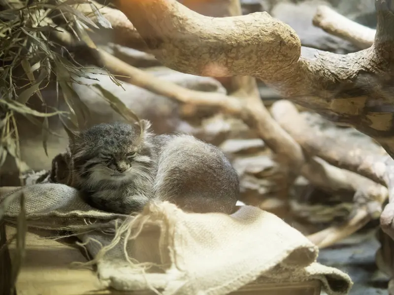 恩賜上野動物園のクリョンの写真