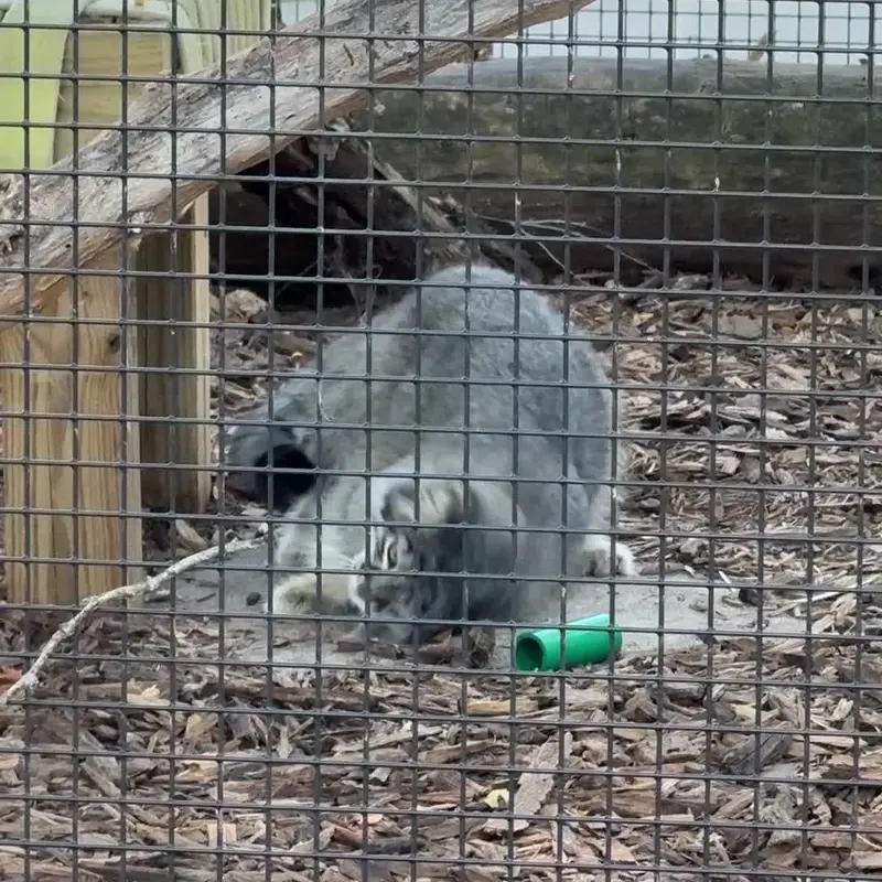 ニアイビ動物園のマヌルネコの写真
