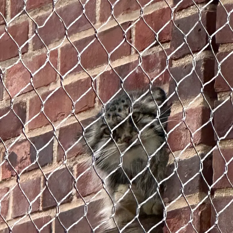 プロスペクト・パーク動物園のマヌルネコの写真
