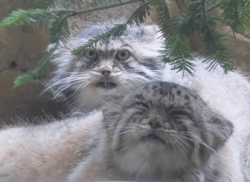 マヌルネコの写真