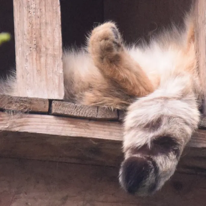 ブダペスト動物園＆植物園のルーシーの写真