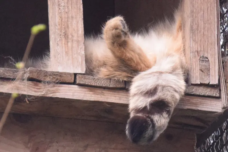 ブダペスト動物園＆植物園のルーシーの写真