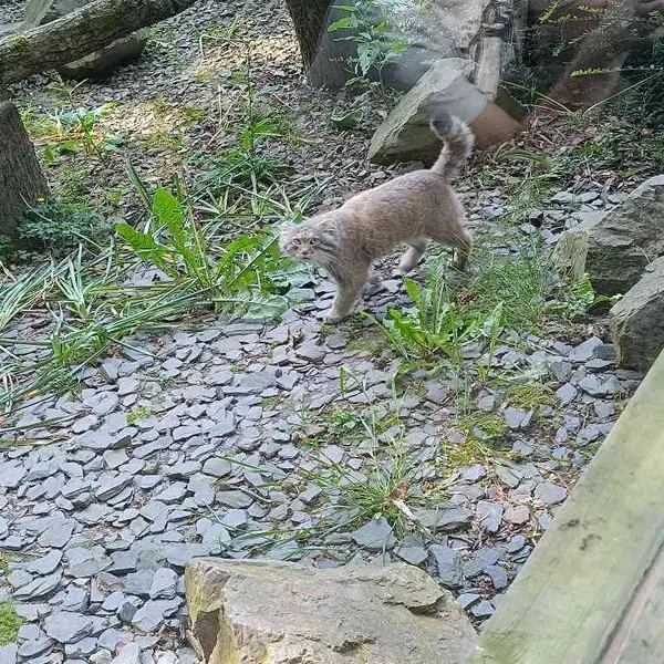 トレゴムール動物園のアルタイの写真