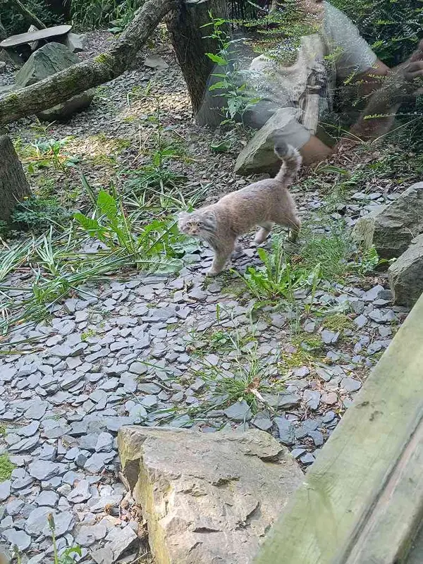 トレゴムール動物園のアルタイの写真