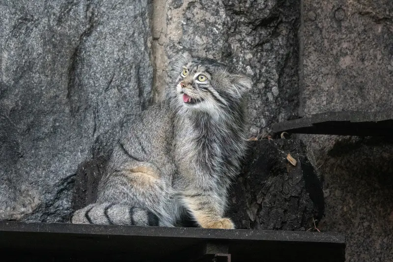 モスクワ動物園のティモフェイの写真