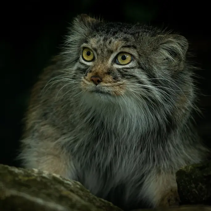 ビッグ・キャット・サンクチュアリのカラの写真