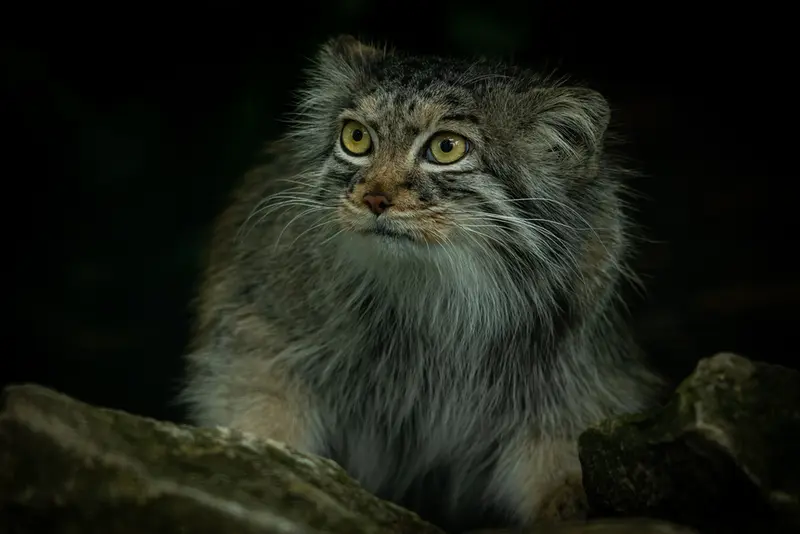 ビッグ・キャット・サンクチュアリのカラの写真