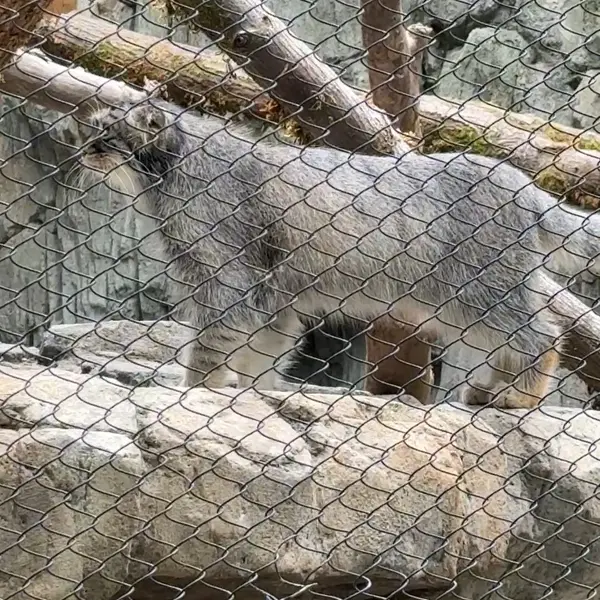 ウッドランド・パーク動物園のマヌルネコの写真