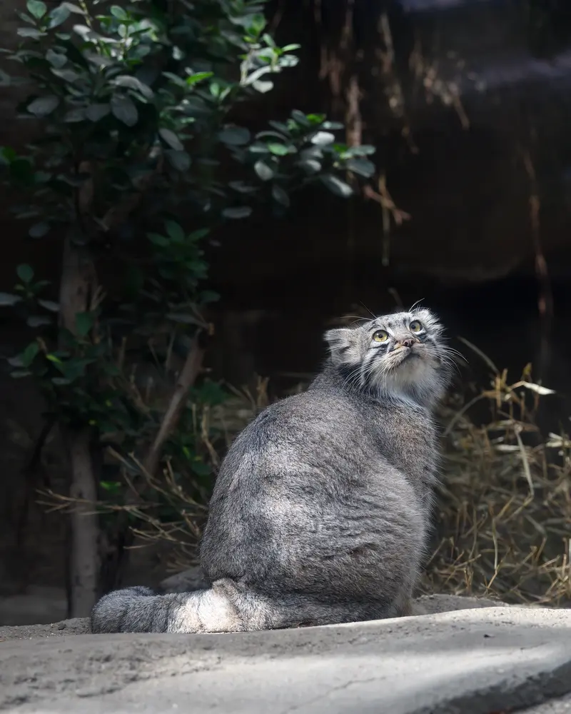 神戸どうぶつ王国のメイの写真