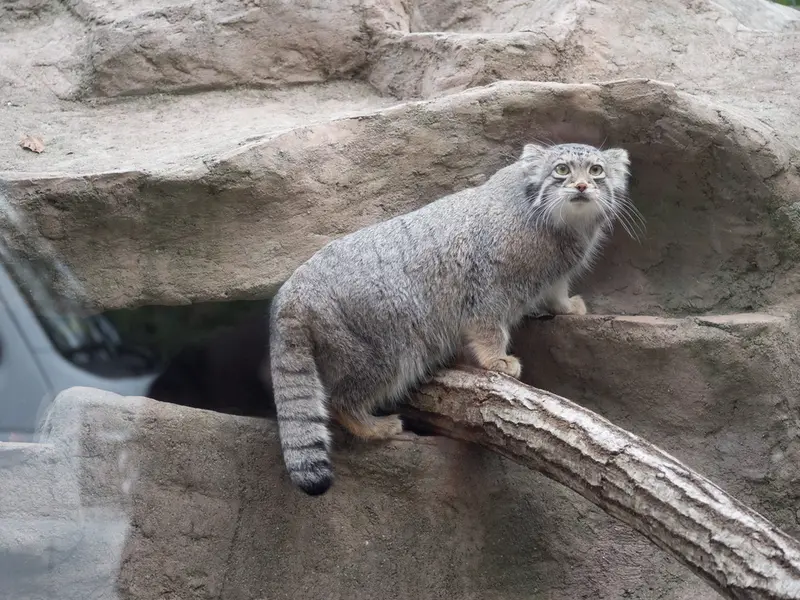 埼玉県こども動物自然公園のオトの写真